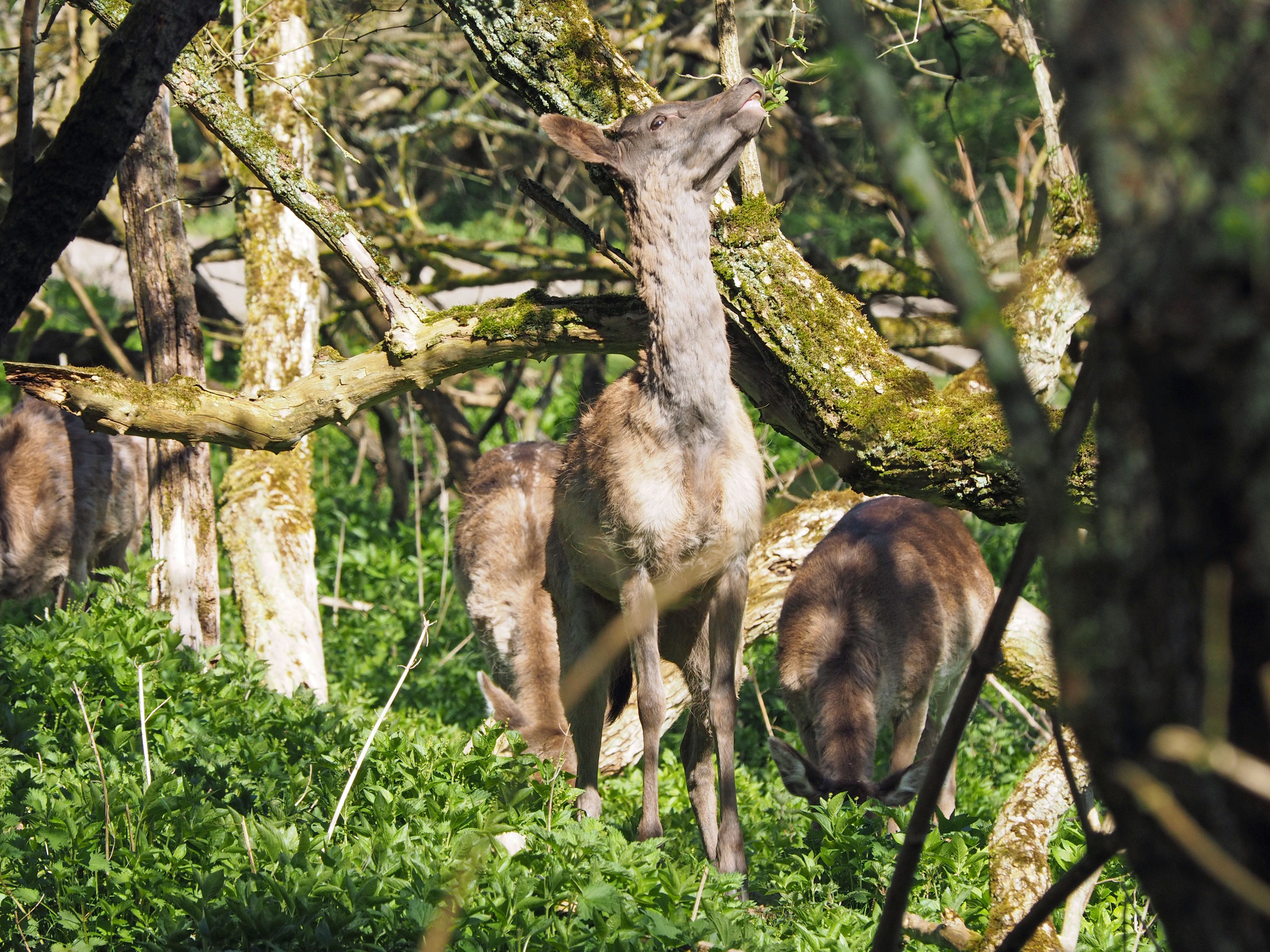 deers in a forest