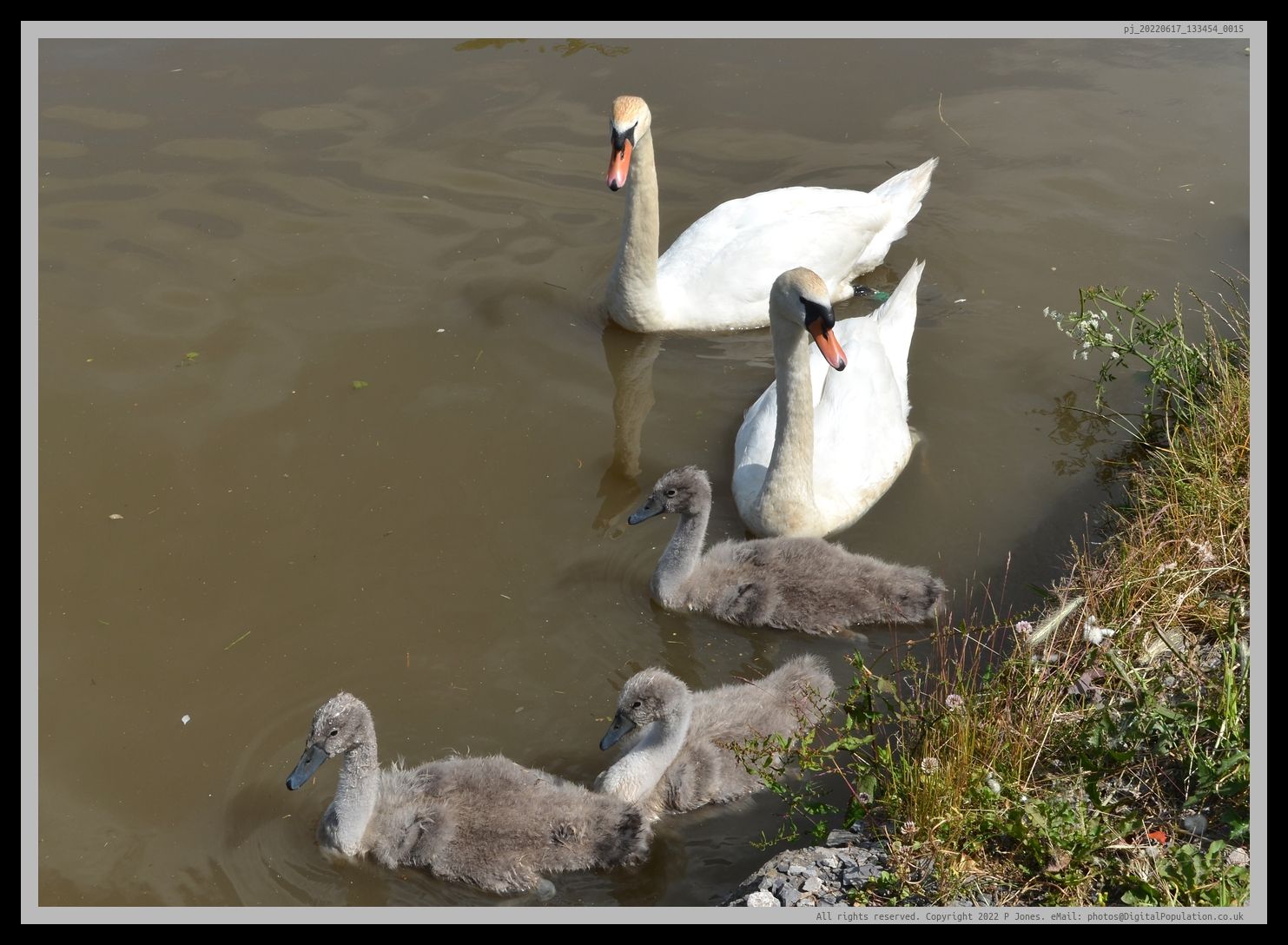 two white swans in background, three small grey swans in foreground on water