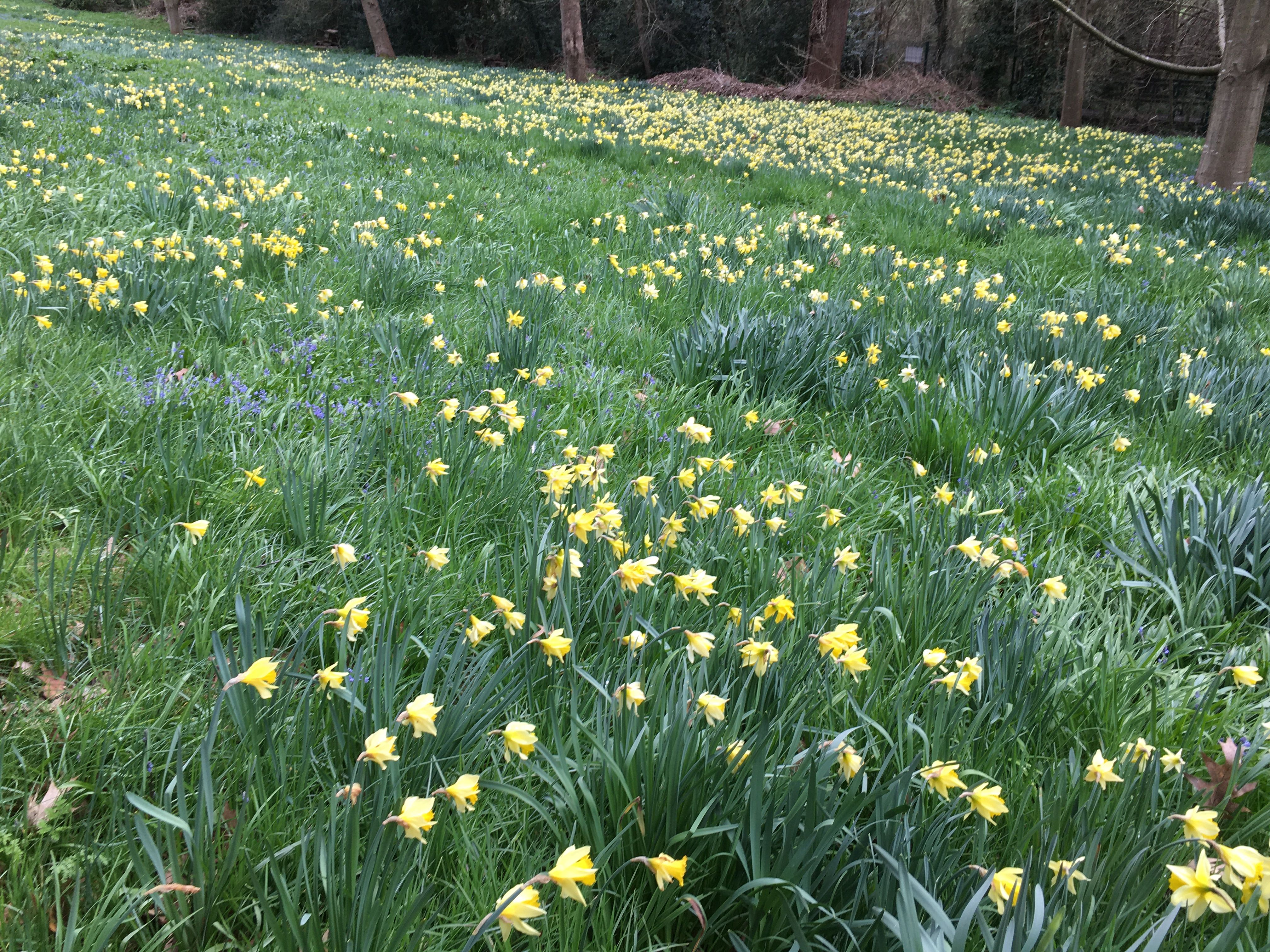 a field with green grass and hundreds of small yellow daffodil flowers