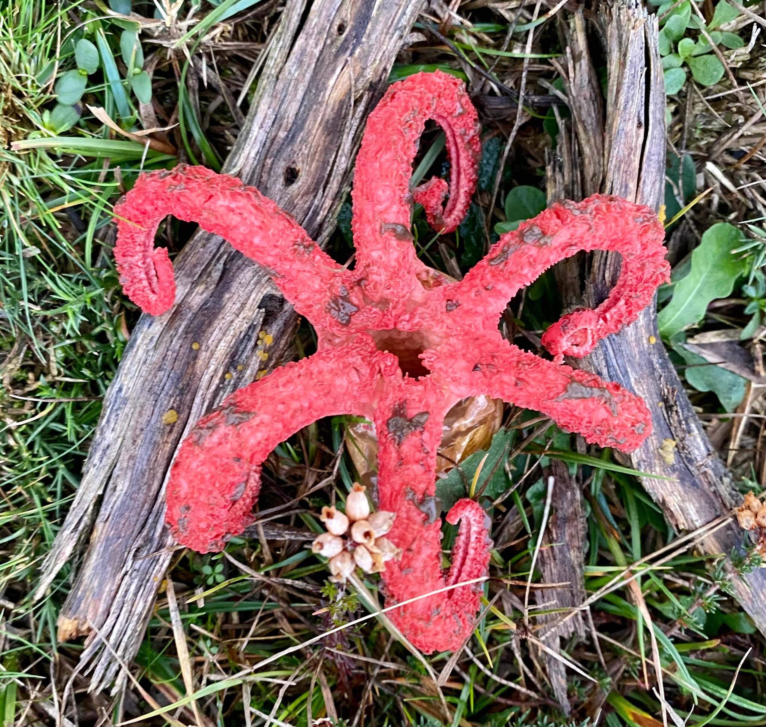 a red plant on the grass on top of two wooden sticks, which looks like a star fish with 6 tentacles