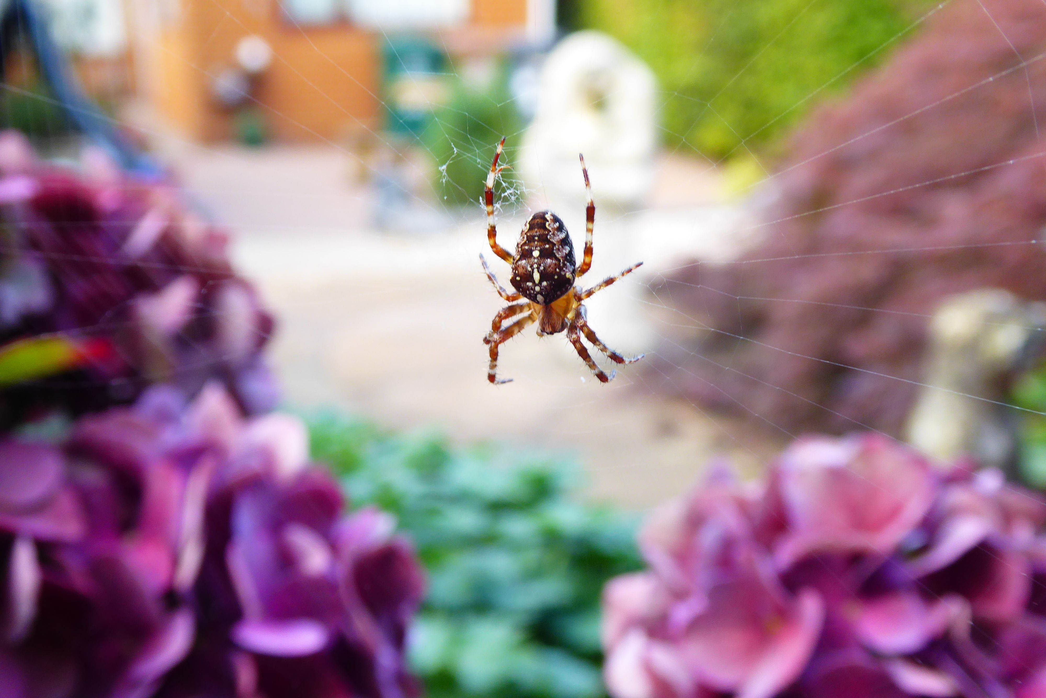 small brown spider on a web in between flowers