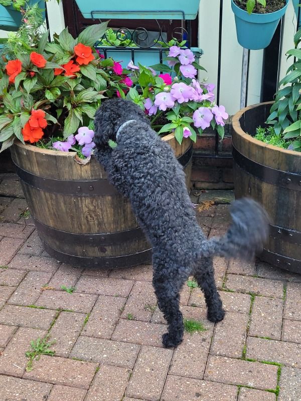 small black dog looking into a plant pot