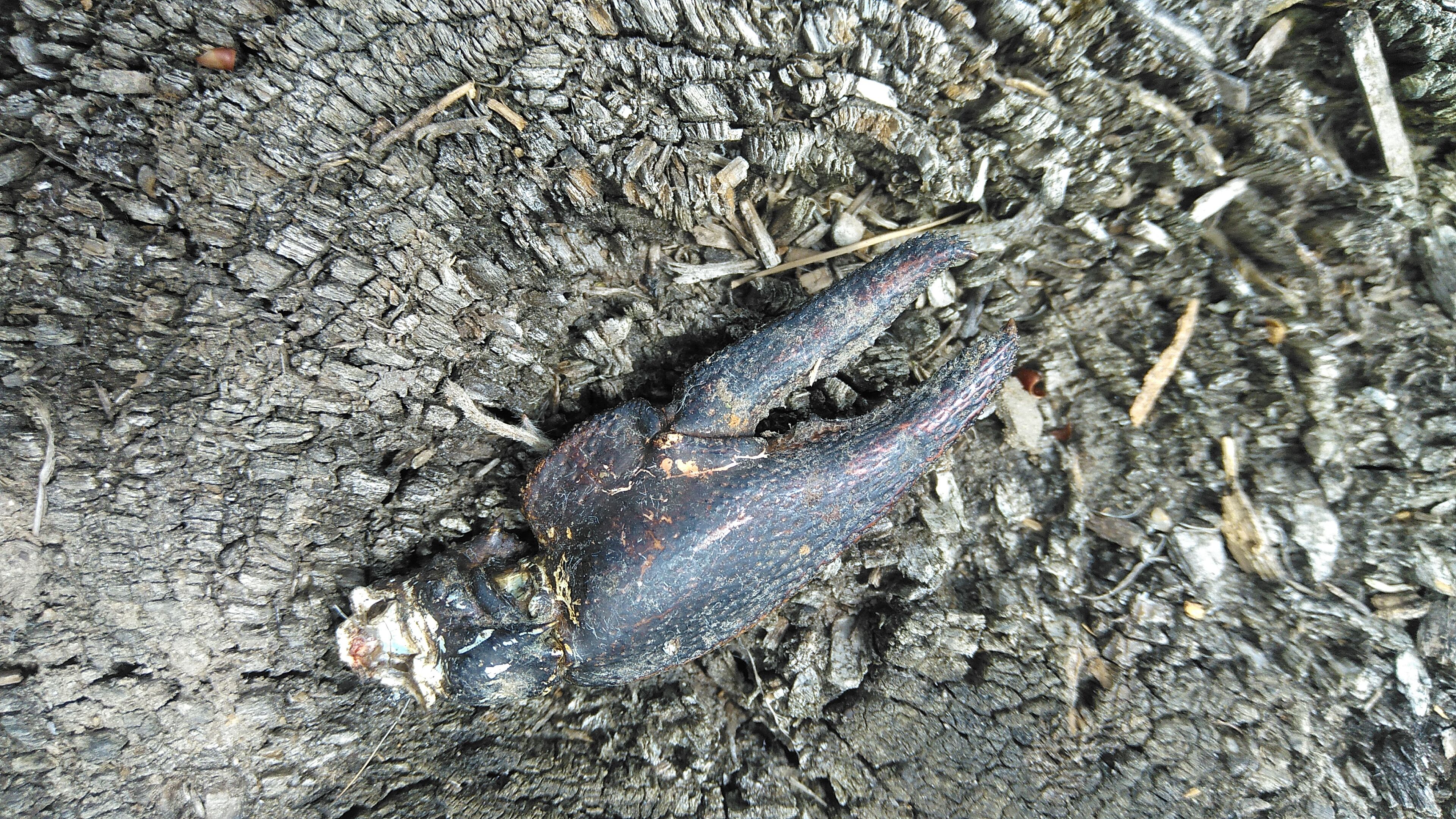a brown claw with two pincers on a wooden tree stump, photo taken from above 