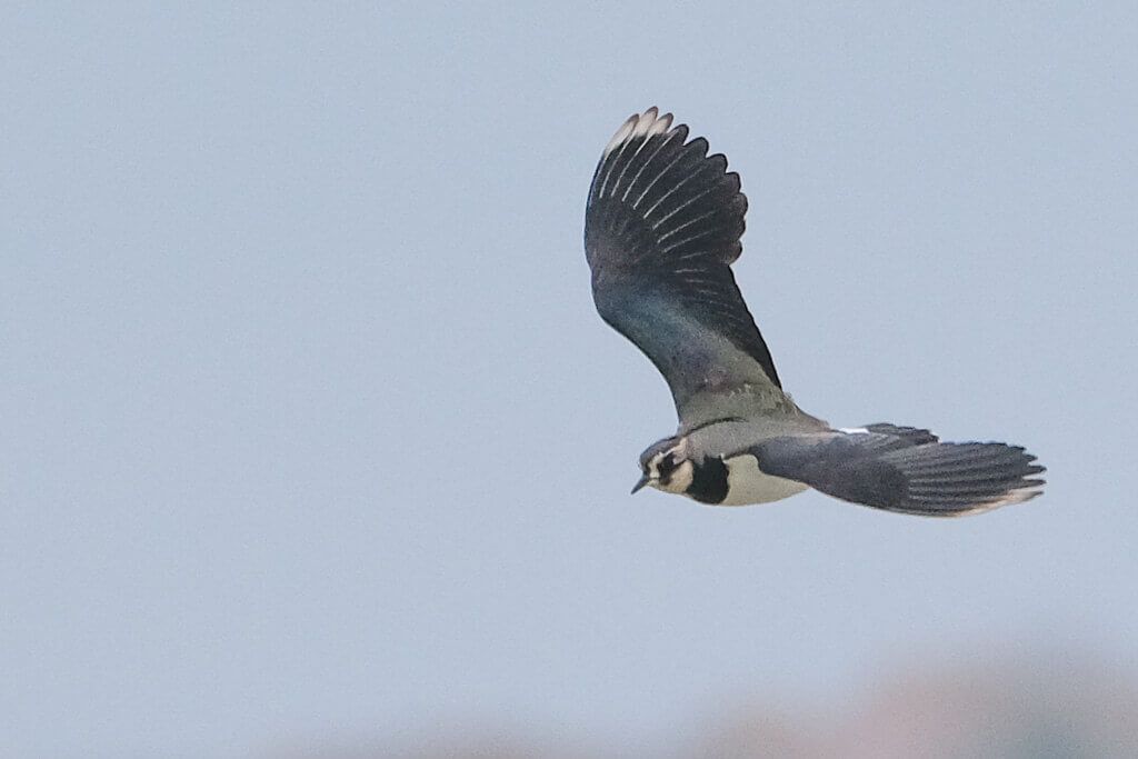 a big bird with grey wings and a white chest swooping through the sky