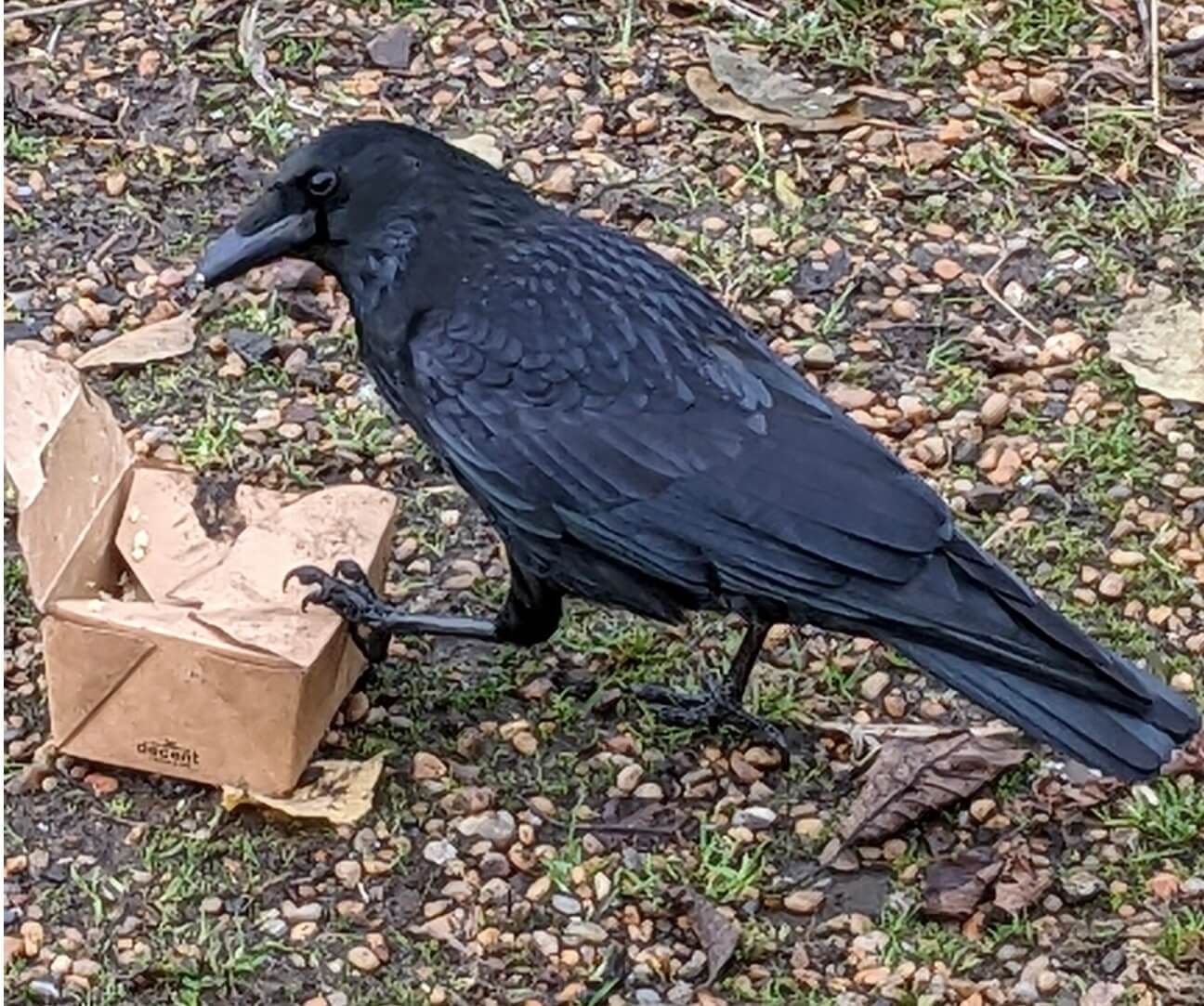 a black crow looking in a takeaway brown box 