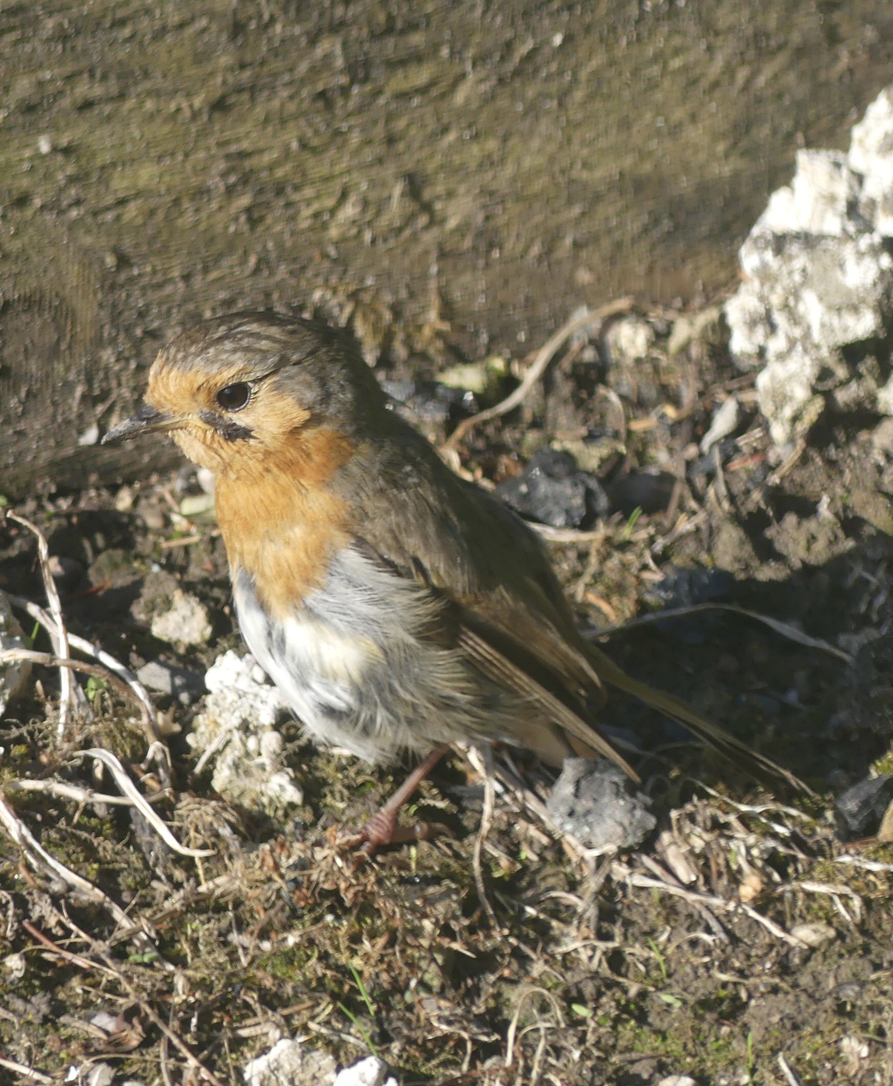 a small scraggly looking bird with a red breast and grey otherwise. On mud. 