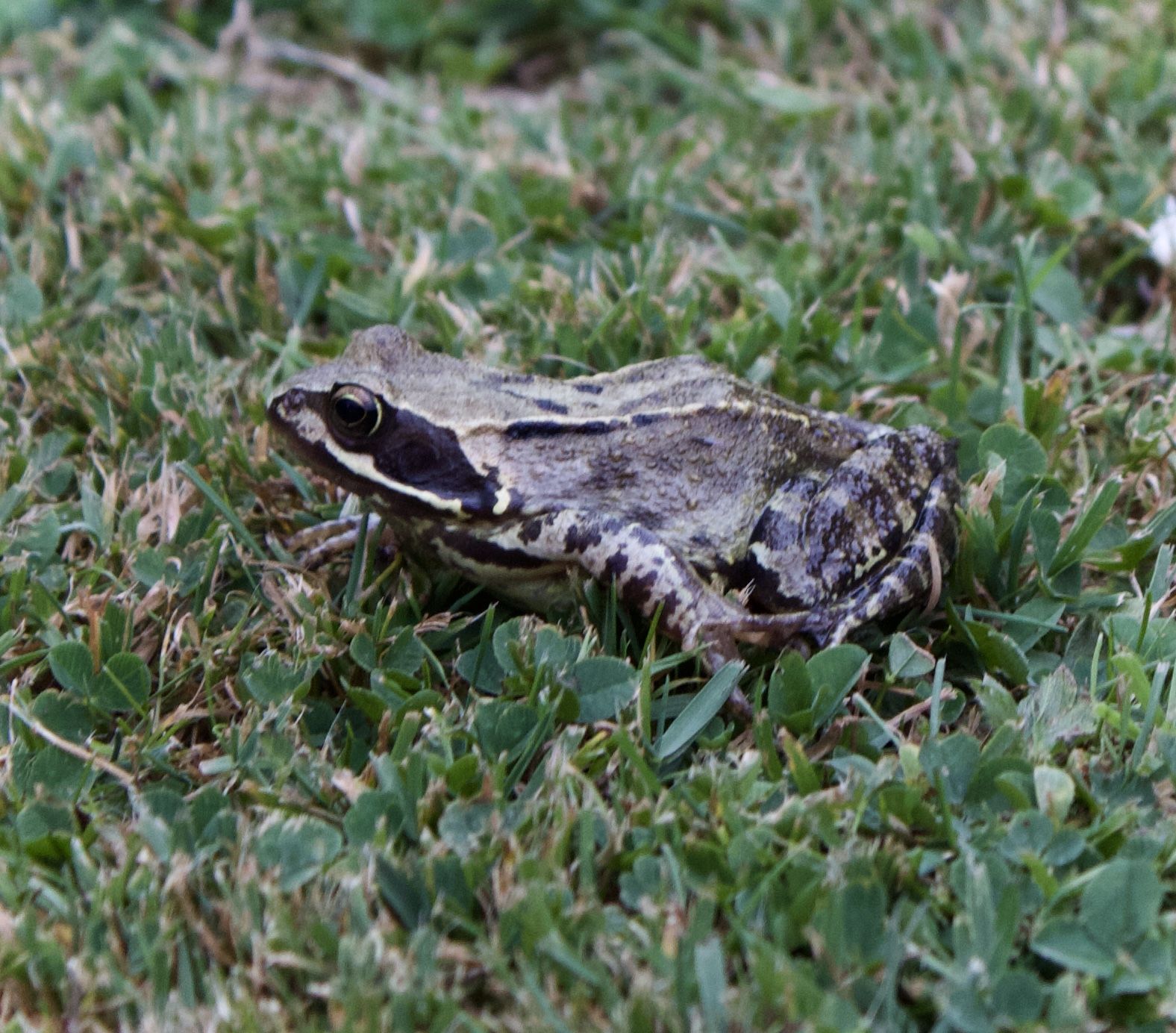 a small brown frog in grass