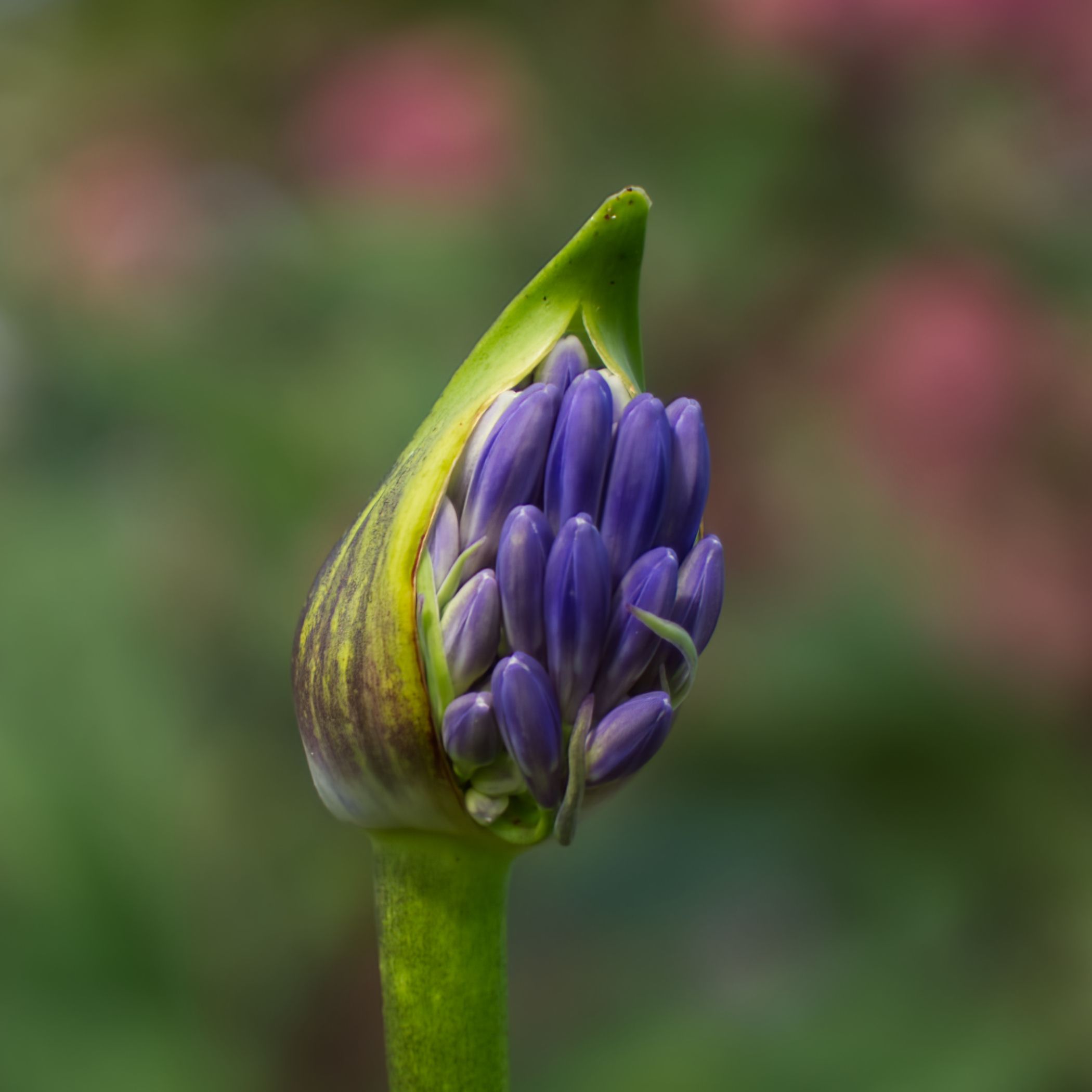 a zoomed in photo of a grape hyacinth purple flower growing out of its bud