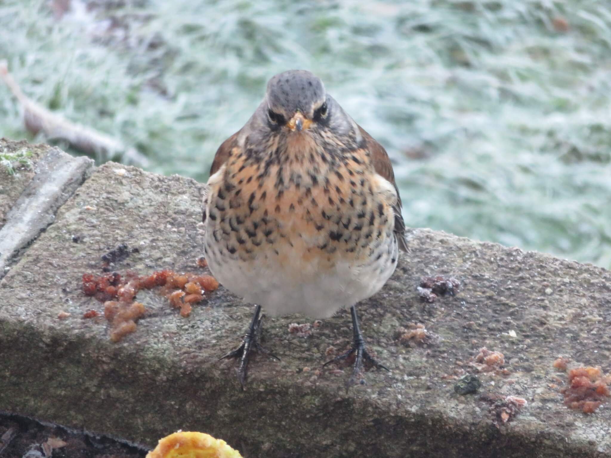 a bird with a grey head and orange/ grey speckled chest. Close up with grass in background. 