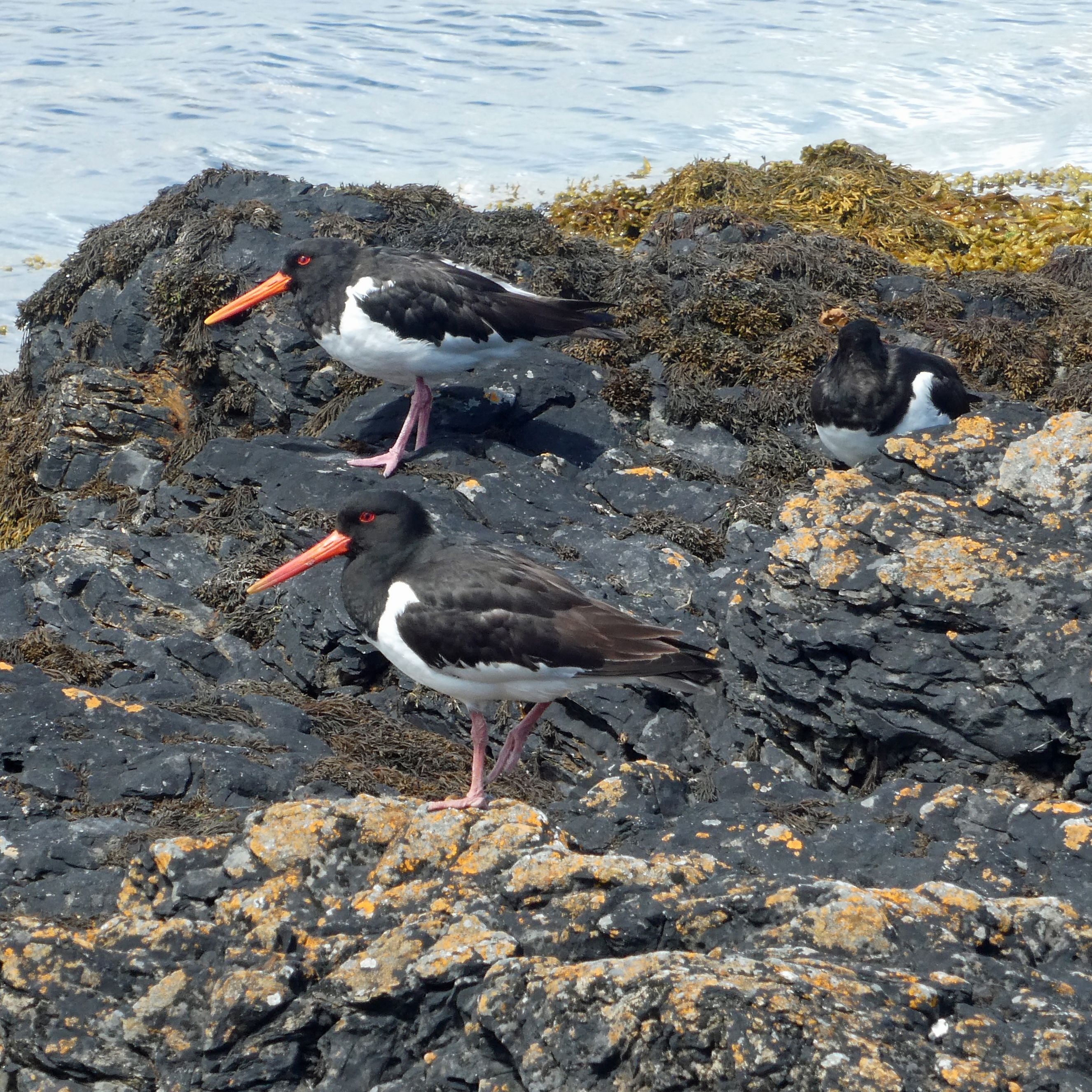 Two birds on rocks by the sea. they are black with long red legs and long red beaks and a white breast.