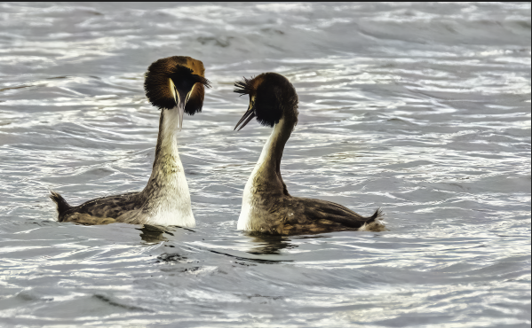 two birds with big manes of feathers in water, mirroring each other!