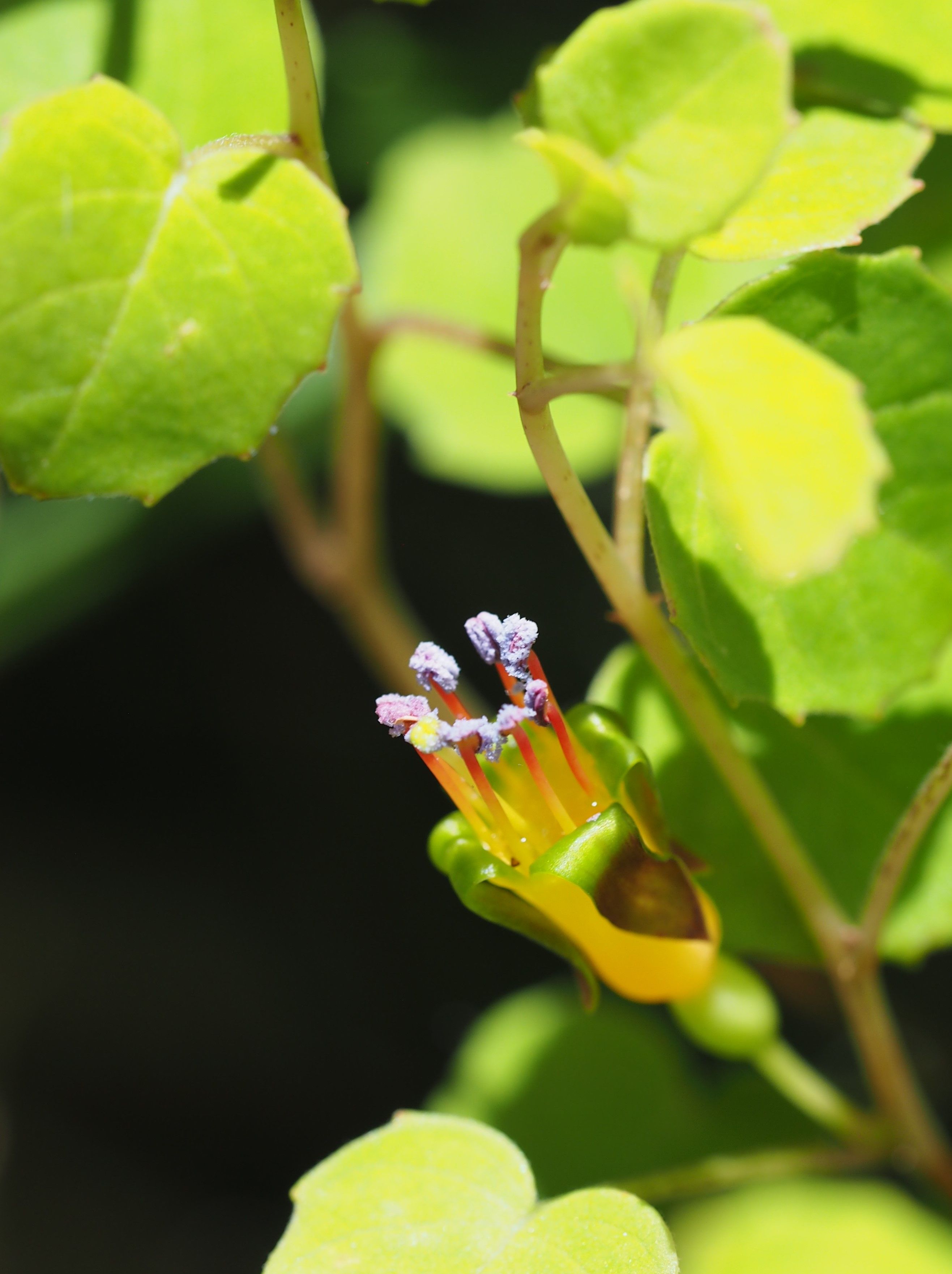 green leaves with a tiny yellow flower with lilac buds