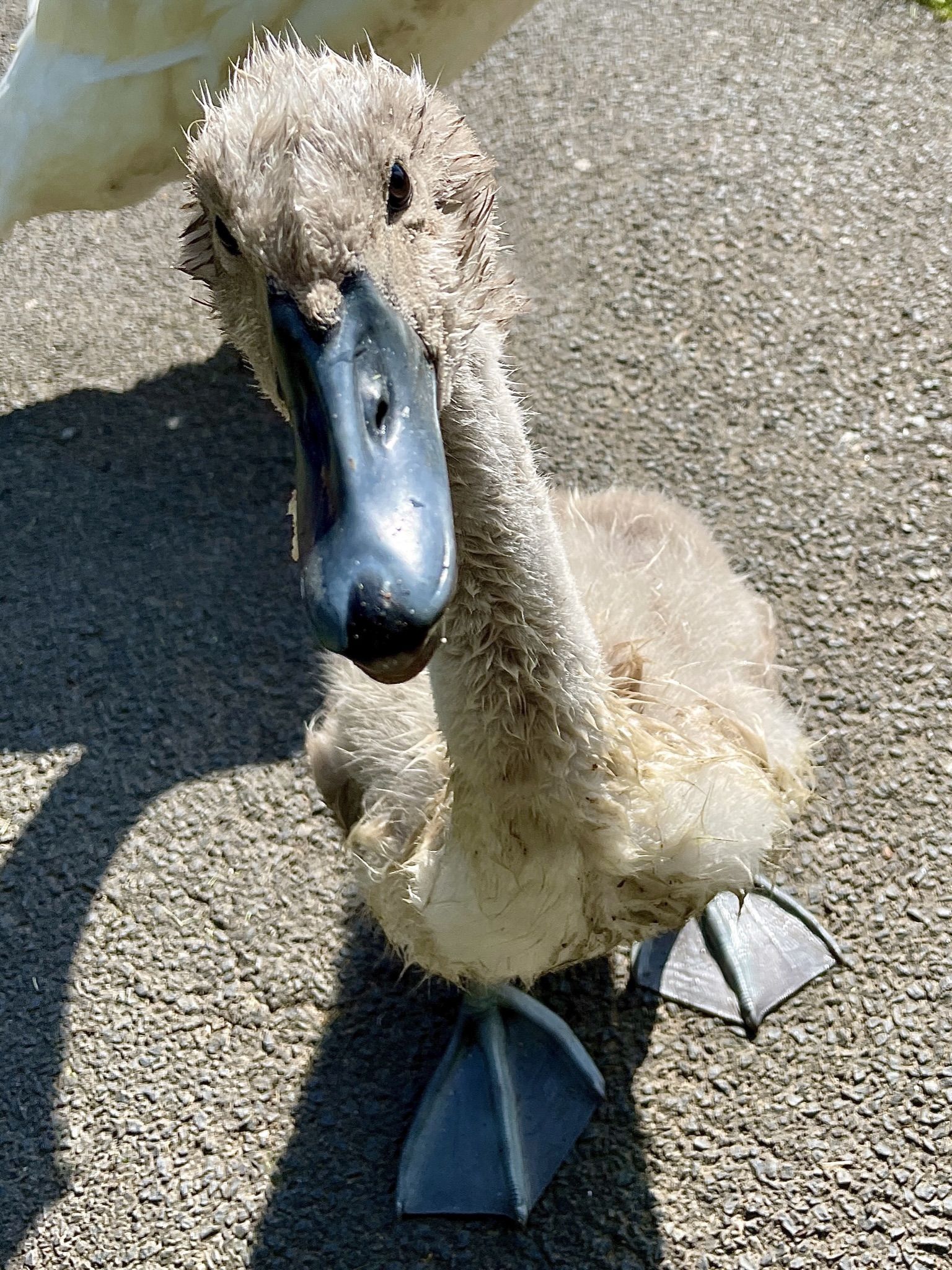 a duck (cygnet) looking up at the camera with a black beak