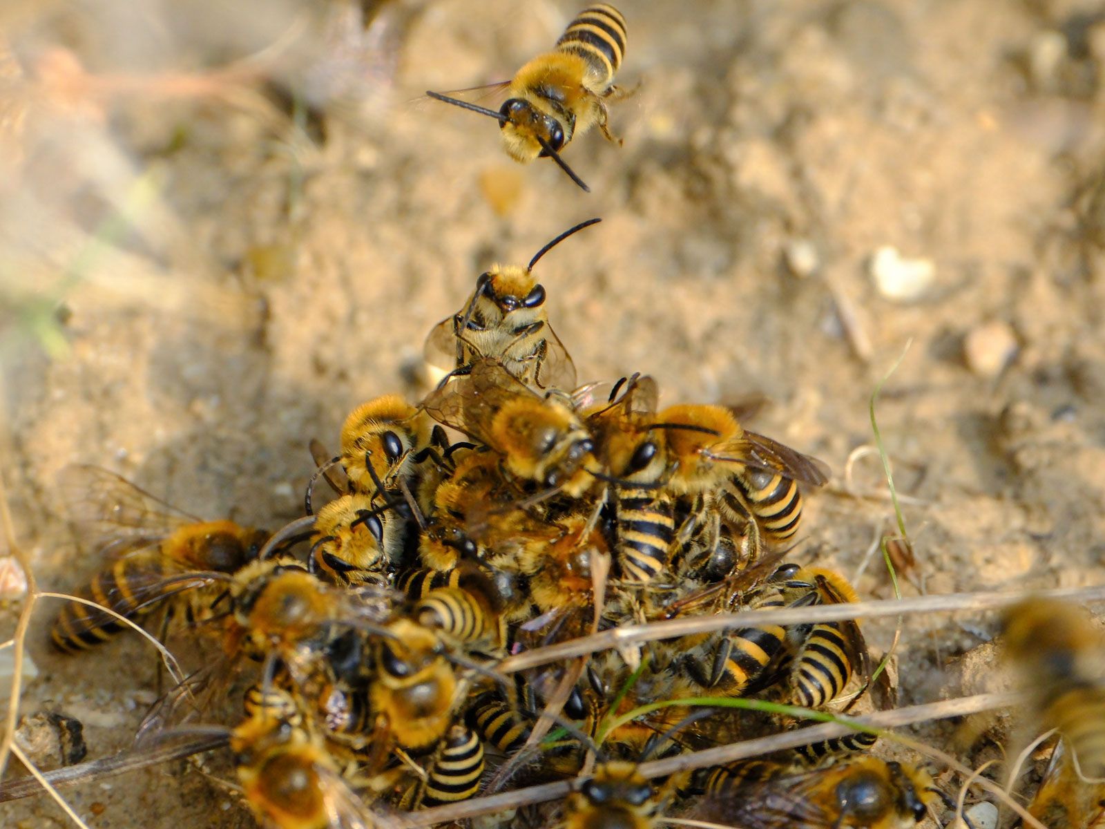 lots of bees in a pile 