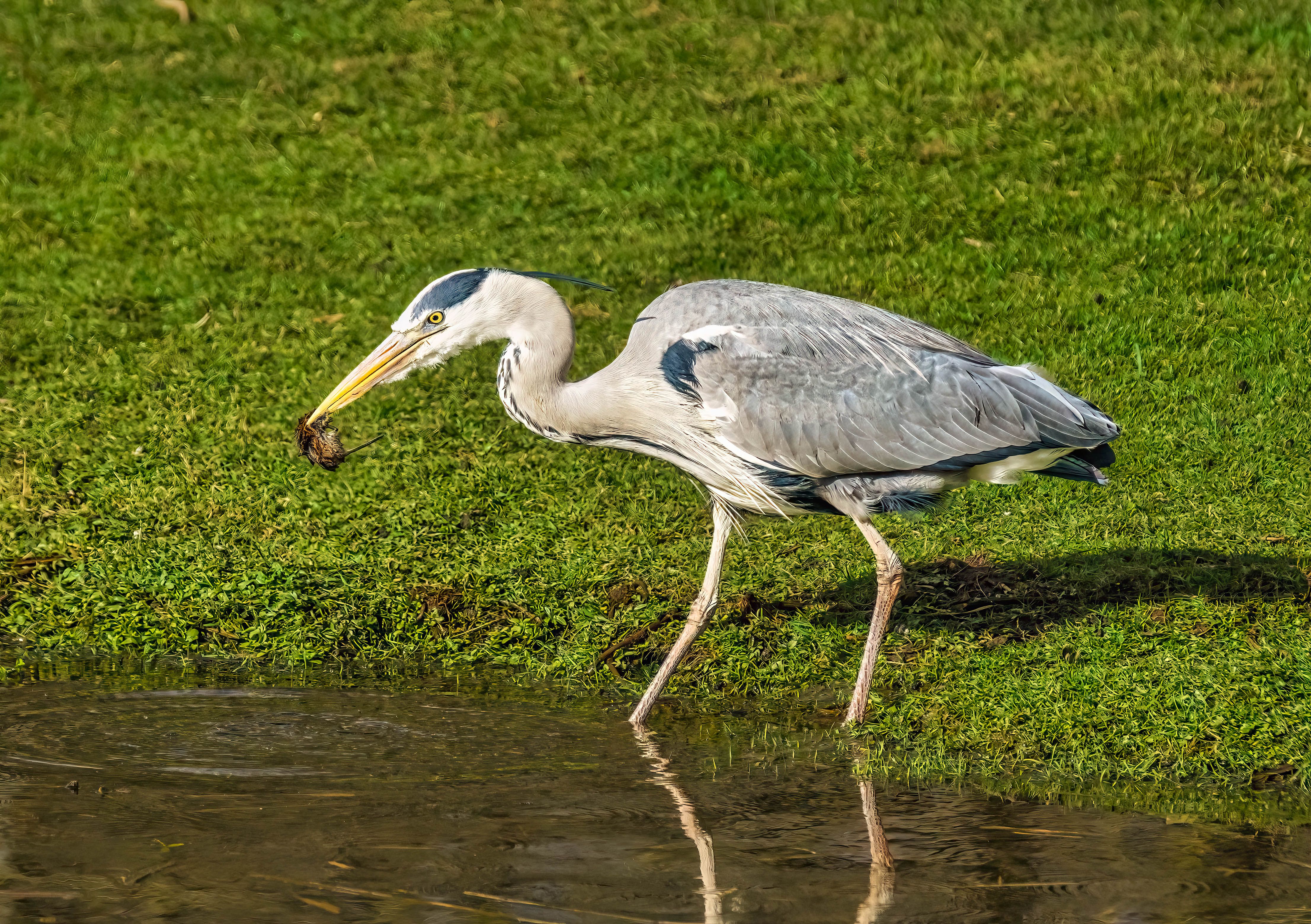a big bird standing in water. it is grey with a long yellow beak. there is something in its mouth