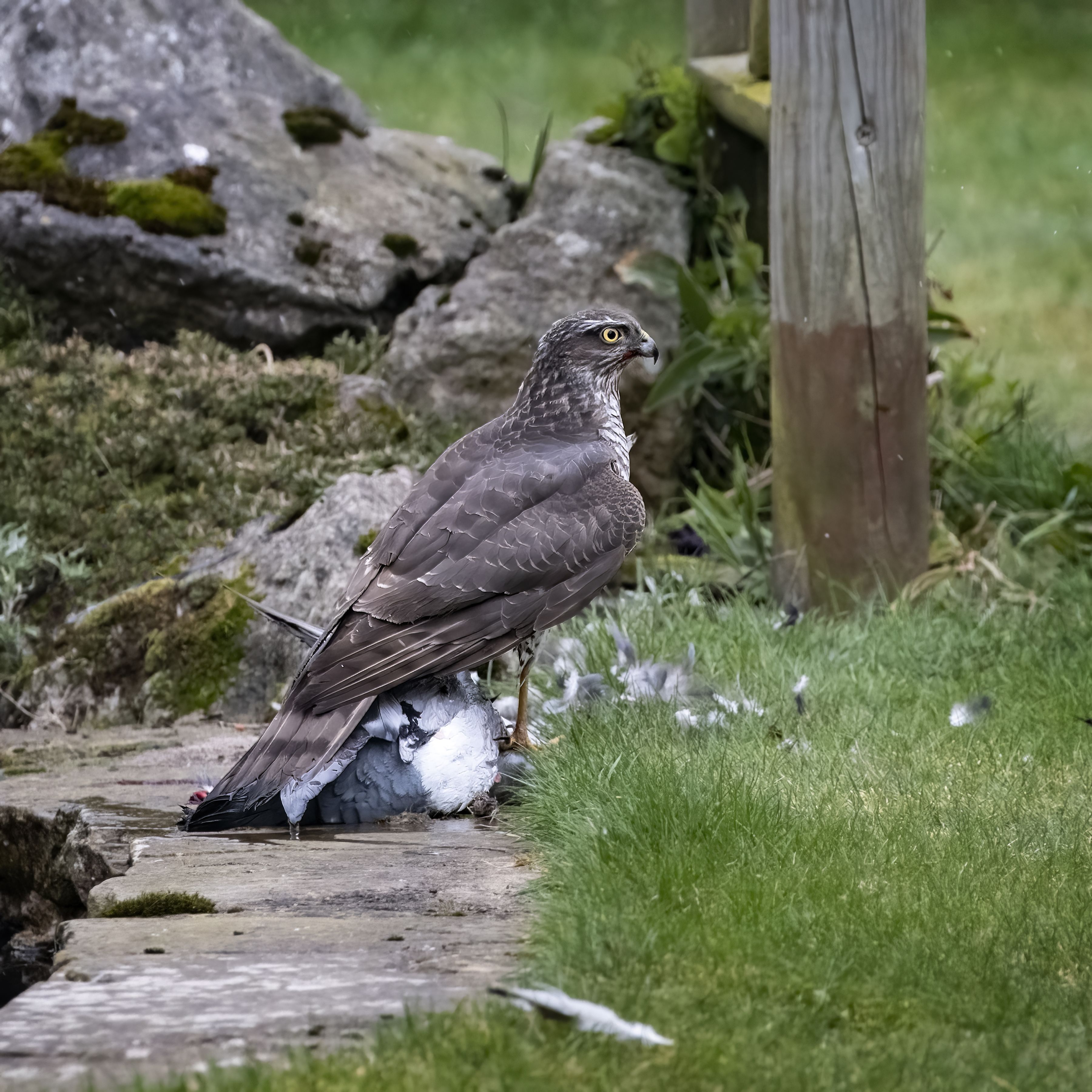 a bigger brown bird with its talk covering a smaller grey pigeon