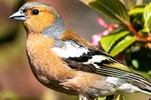 BirdWatch - Members' Pictures and Stories