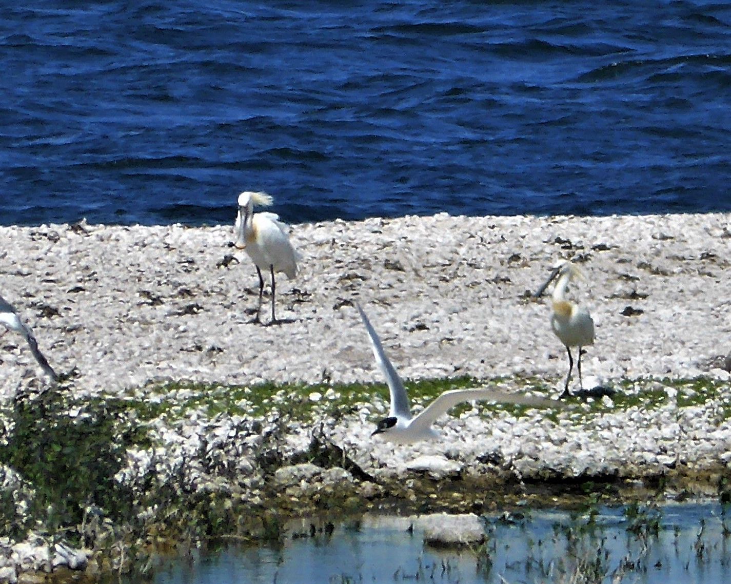 water in the background, and 2 white birds with long legs on the white rocky bank