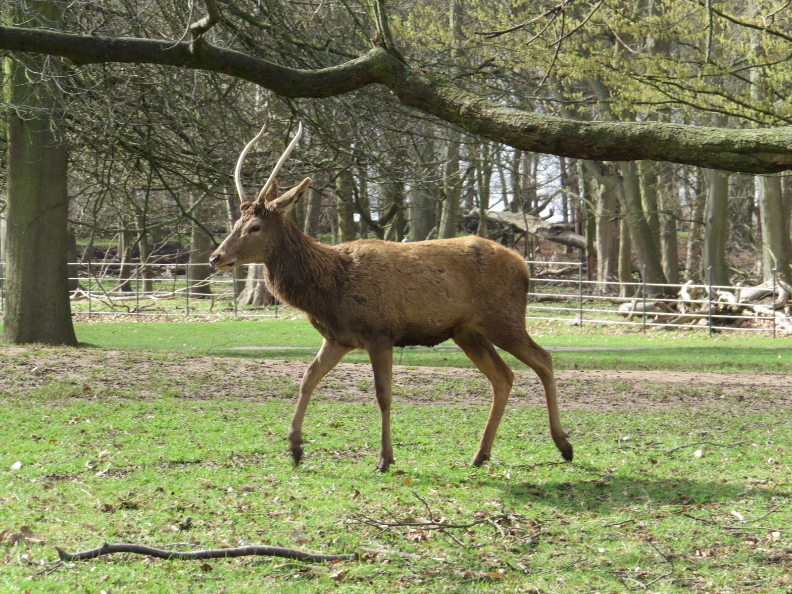 a brown deer walking on grass with two antlers