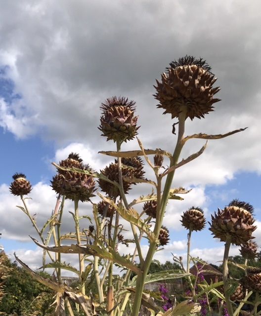 blue sky with white clouds, seed head plants which are spiky and brown at the top in front. 