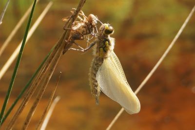 a small bug with wings zoomed in