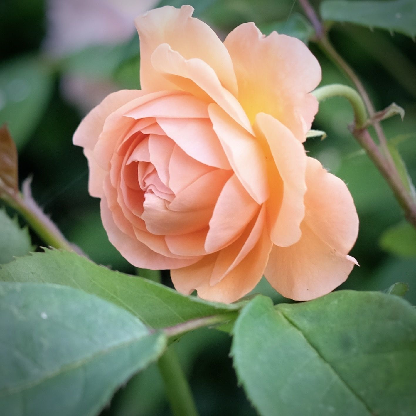a pale pink/ orange zoomed in photo of a rose.