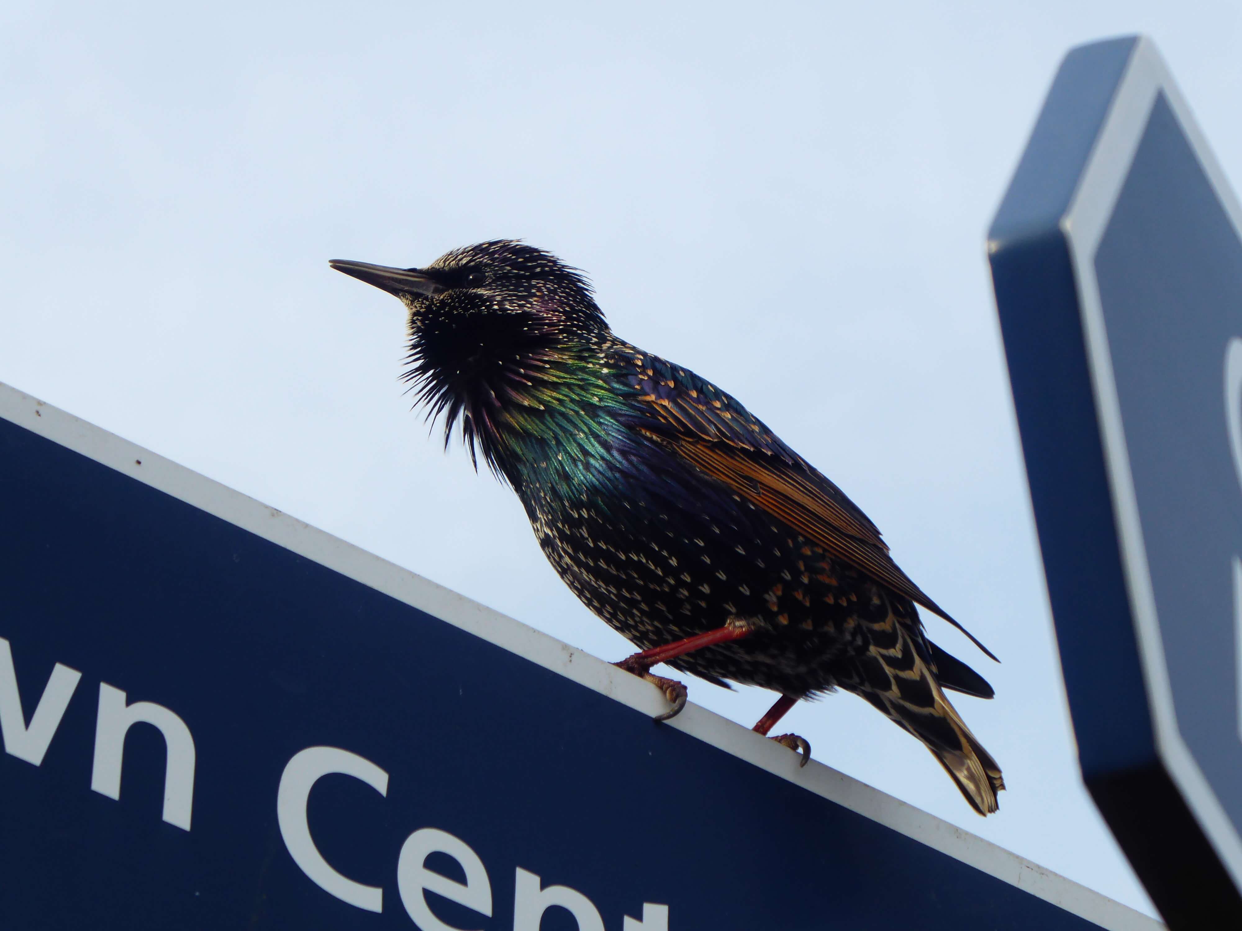 a small bird with blue and orange plumage, and a sharp beak, on top of a sign saying ''town centre'.