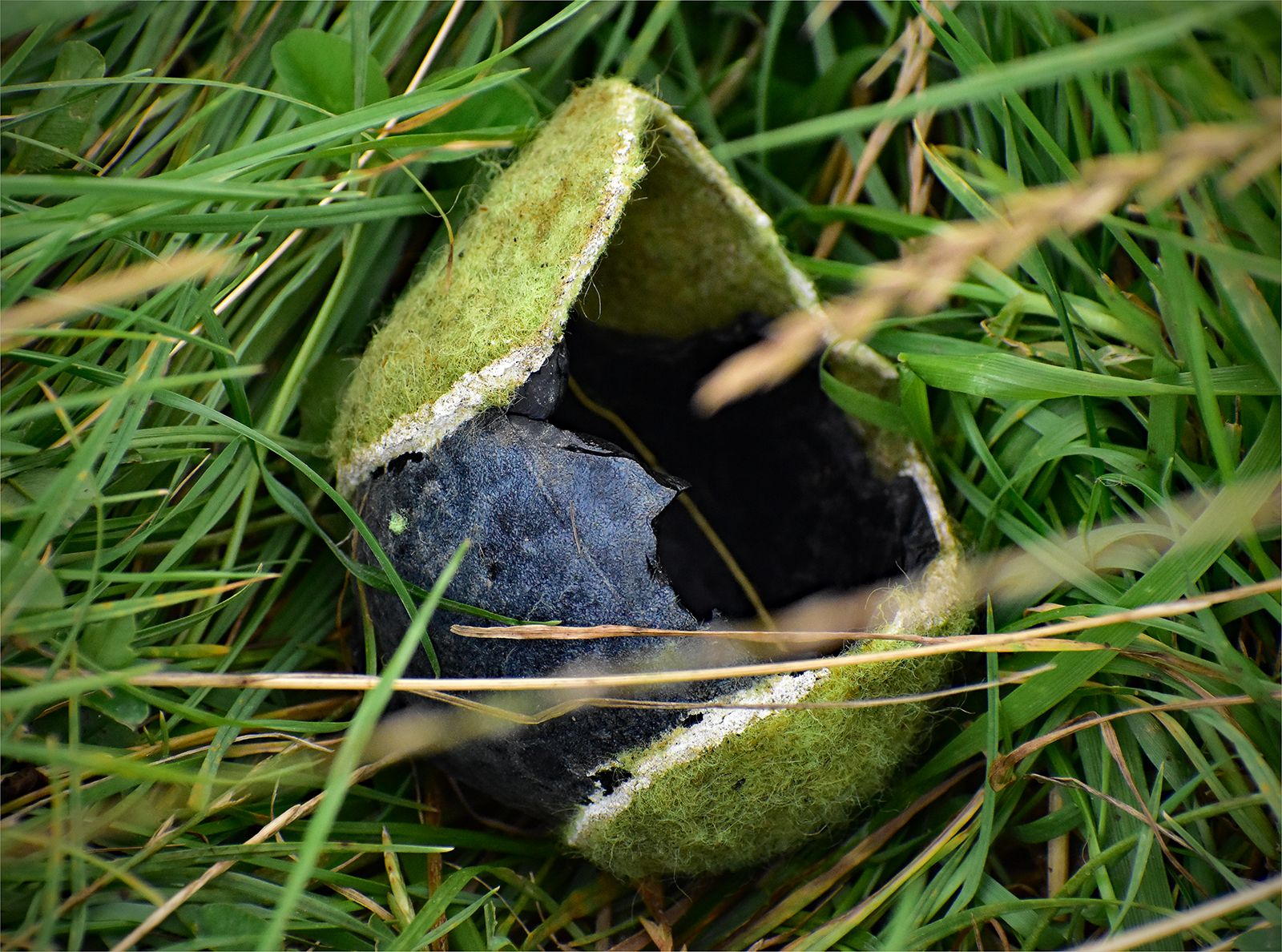 a broken tennis ball in the grass