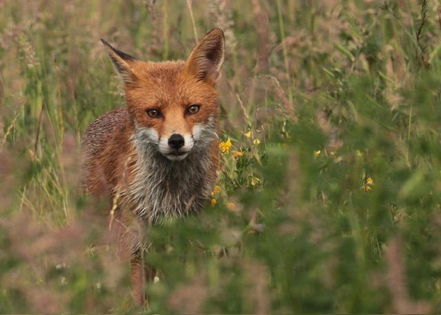 An orange fox staring at the camera in long grass