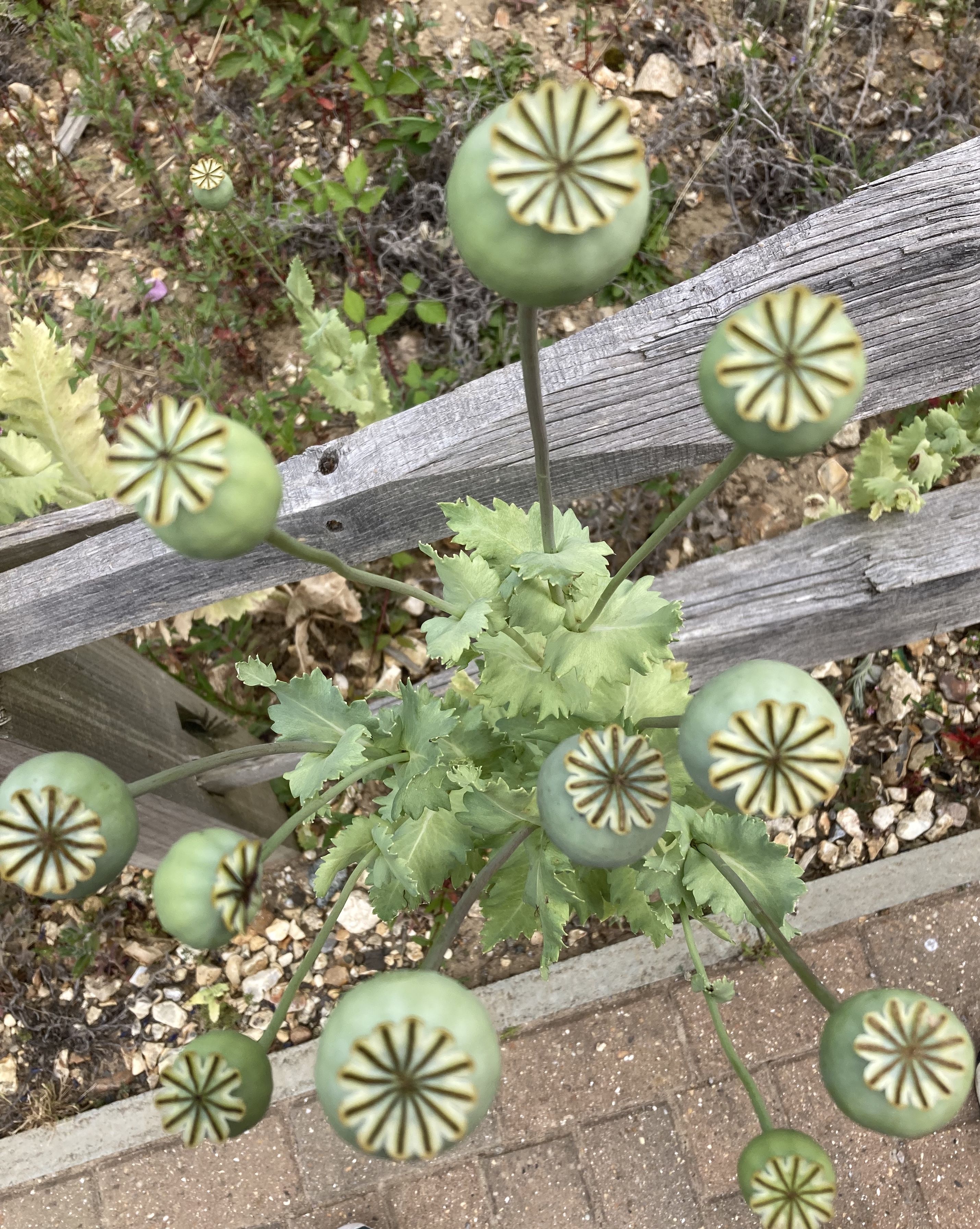 big green poppy seed heads, photo taken from above