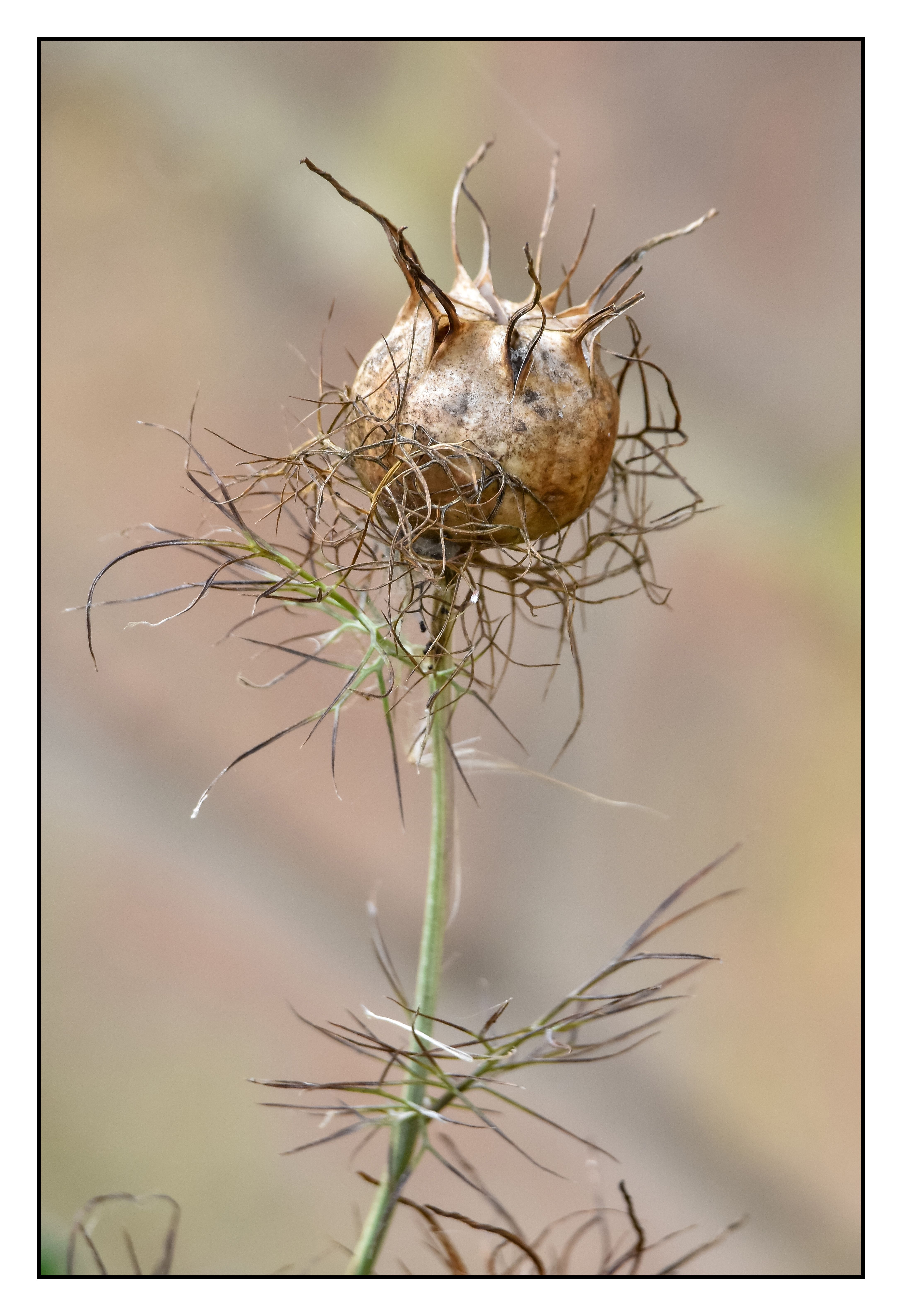 Brown circular seed ball on a green stem